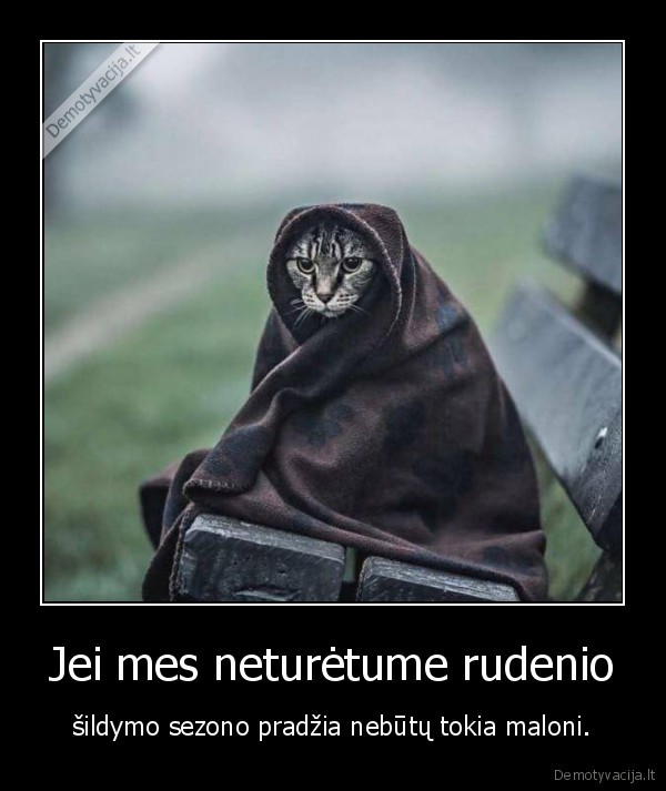 ruduo,sildymas,pradzia,malonumas,katinas