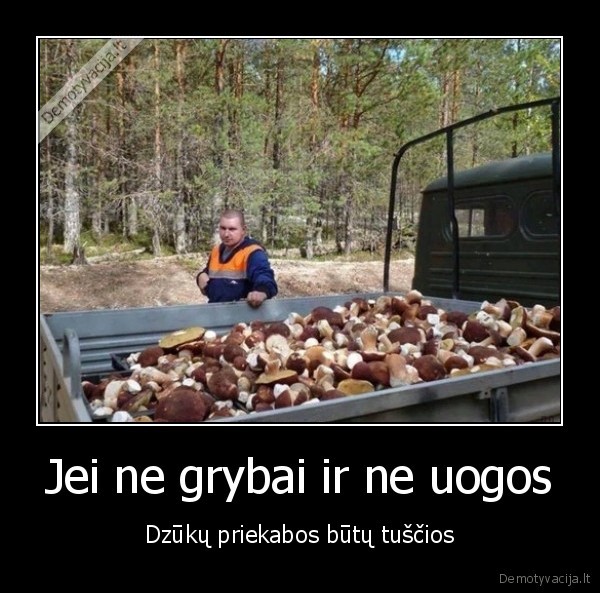 daug, grybu,baravyku, pilna, priekaba