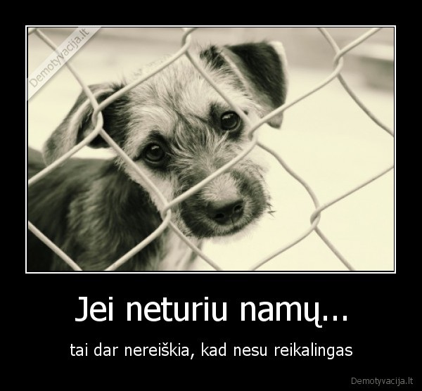 beglobiai, gyvunai,suo,liudnas,benamis