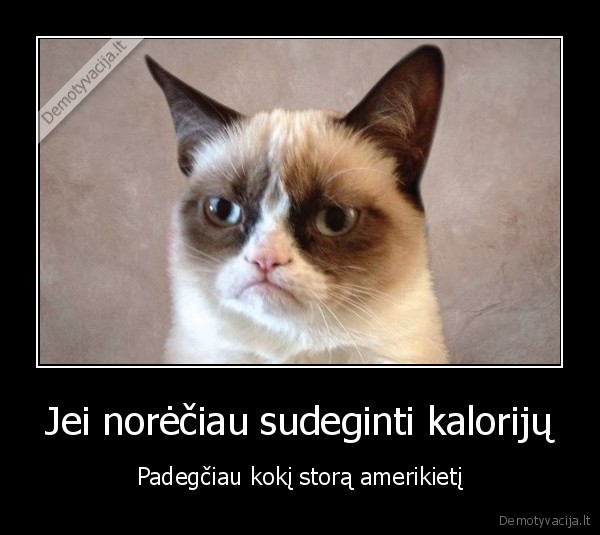 grumpy, cat,stori, amerikieciai