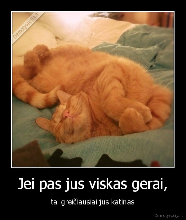 katinas,viskas, gerai