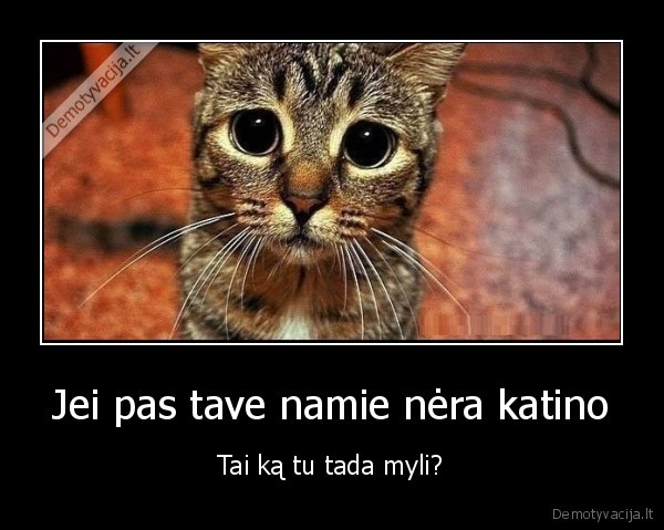 katiniukas,katinas,meile
