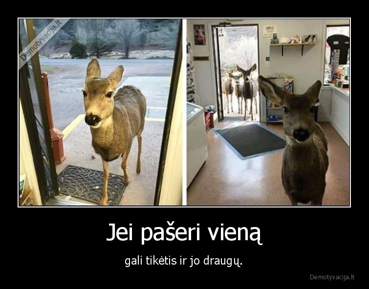 stirna,elnias,draugai