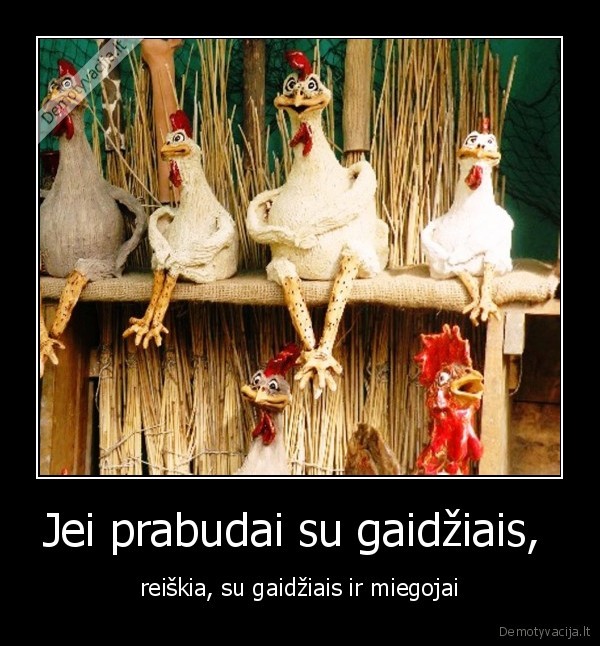 Jei prabudai su gaidžiais, 