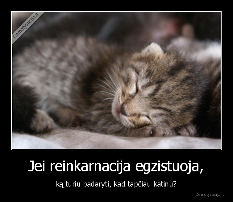 katinas,reinkarnacija,reinkarnuotis,kaciukas