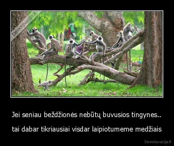 tingines, bezdziones, eme, pagalius, ir, jais, dauzese, bananus, kad, nereiktu, lipti, i, me