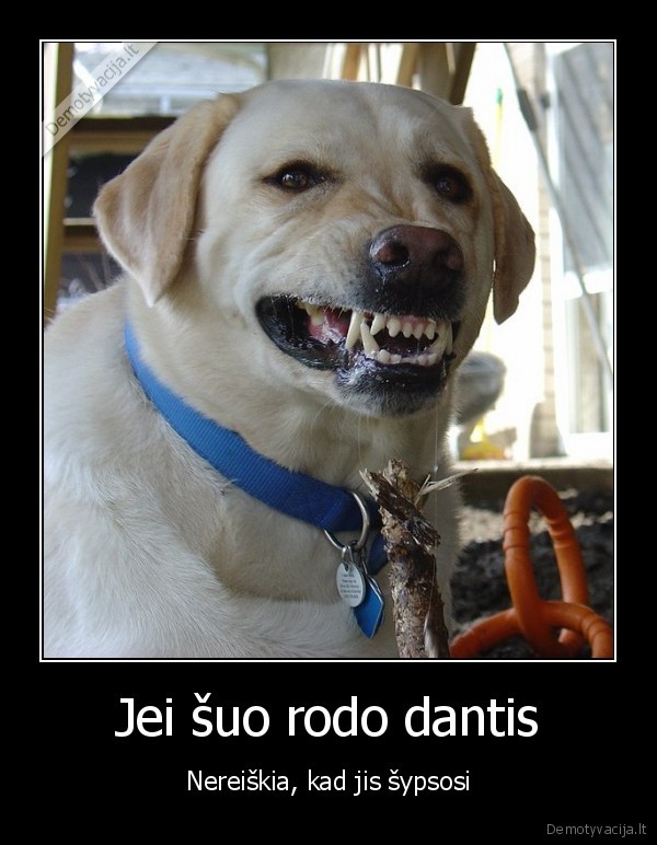 Jei šuo rodo dantis