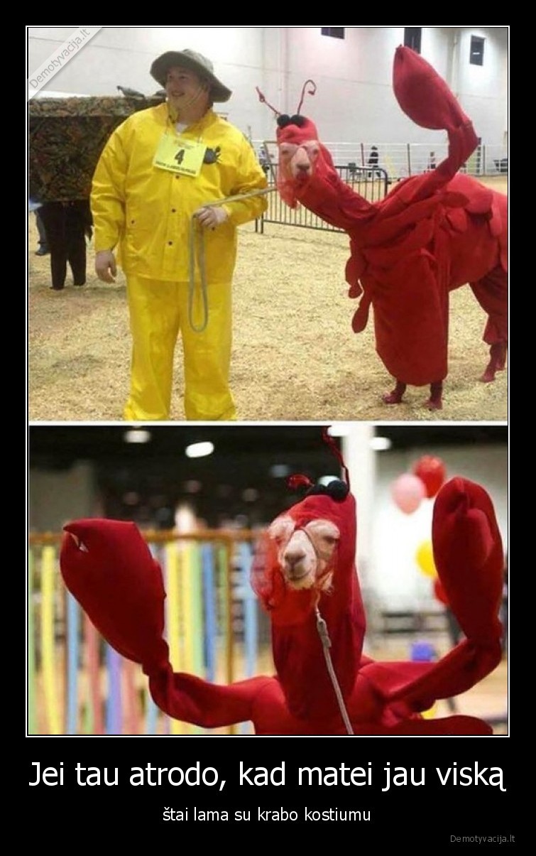 lama,krabas,kostiumas,gyvenimas,matei, jau, viska