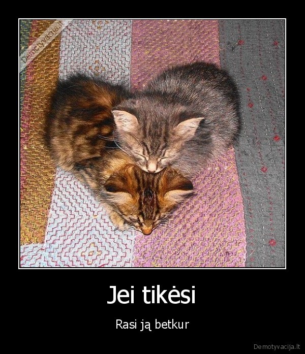 meile, katinas, gyvunai