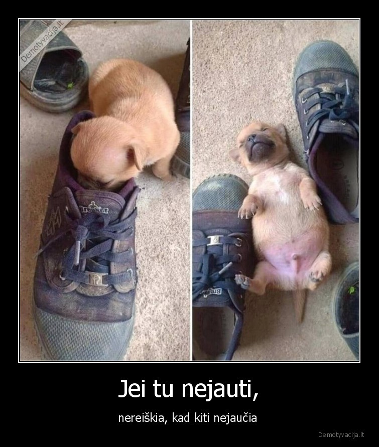 kojos,smirda,suo,suniukas