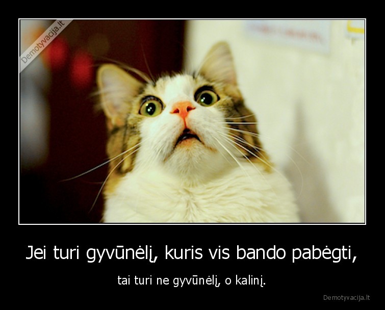 gyvunas,kalinys,kate,katinas