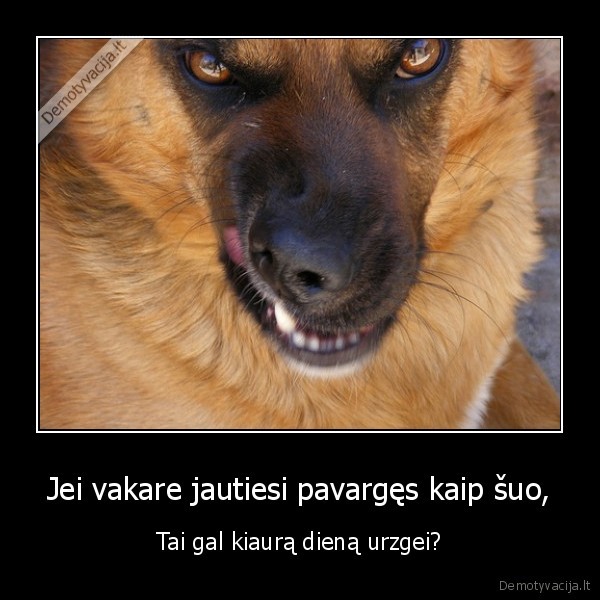 Jei vakare jautiesi pavargęs kaip šuo,