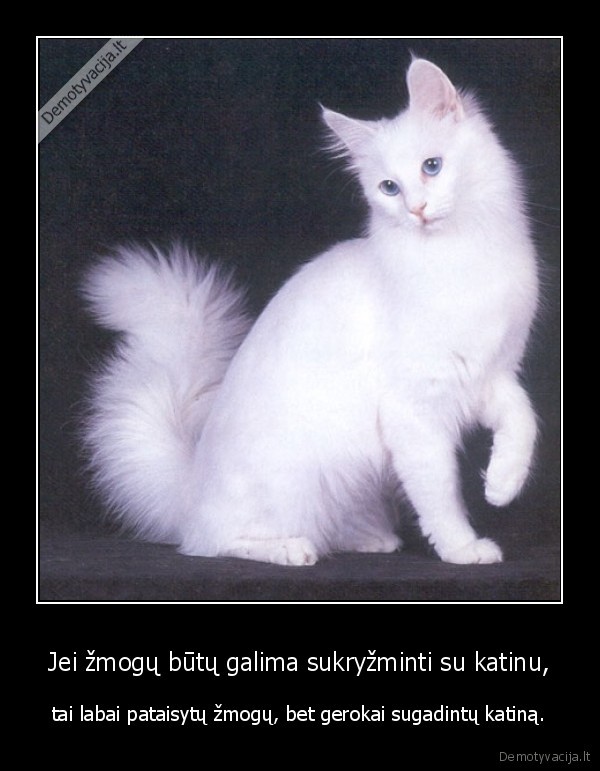 Jei žmogų būtų galima sukryžminti su katinu,