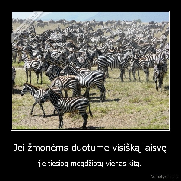 zebrai,gyvunai,gamta,zmones