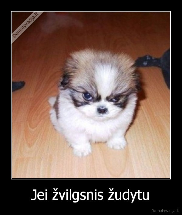 suo,zvilgsnis,zudymas,piktas,nepaimsi