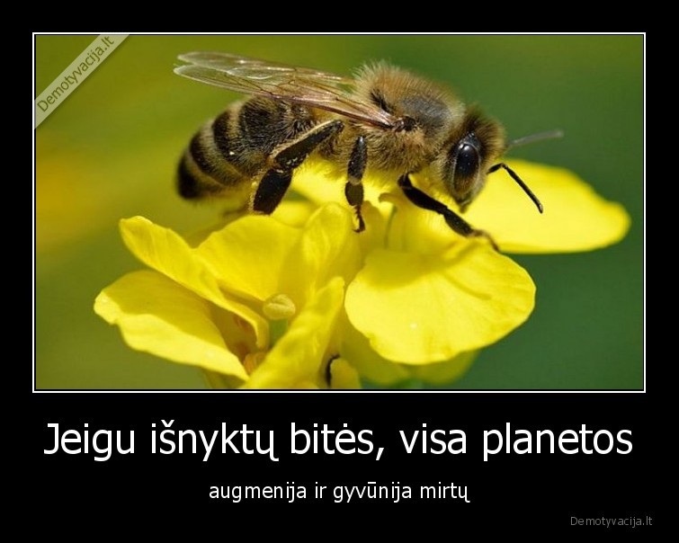 bites,planeta,augmenija,gamta,gyvunija,faktai,idomybes,gyvybe
