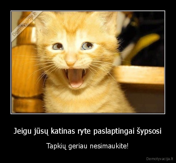 katinas,tapkes,rytas