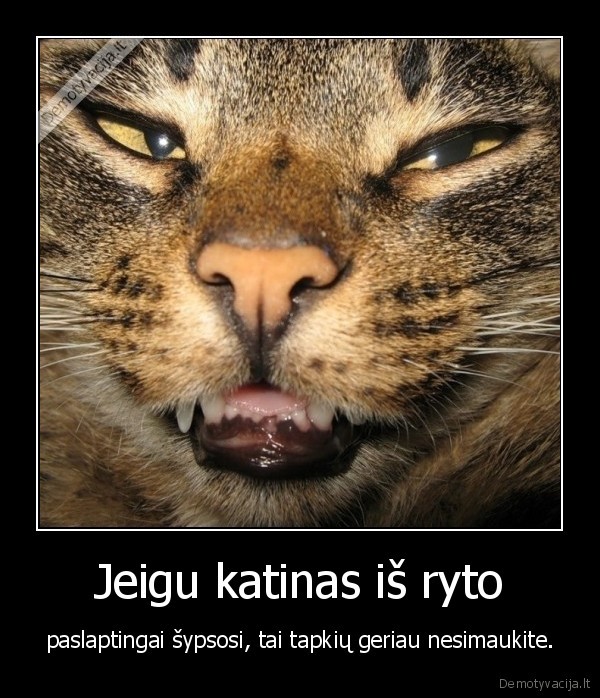Jeigu katinas iš ryto