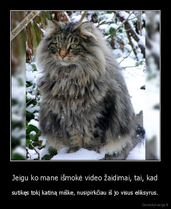 video, zaidimai,katinas,kate,miskas,eliksyrai