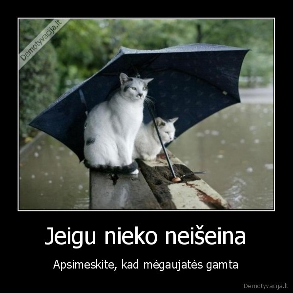 katinas,sketis,lyti,vanduo,apsimesti,megautis,gamta