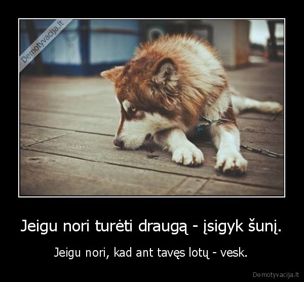 Jeigu nori turėti draugą - įsigyk šunį.