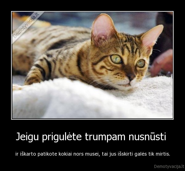 Jeigu prigulėte trumpam nusnūsti 