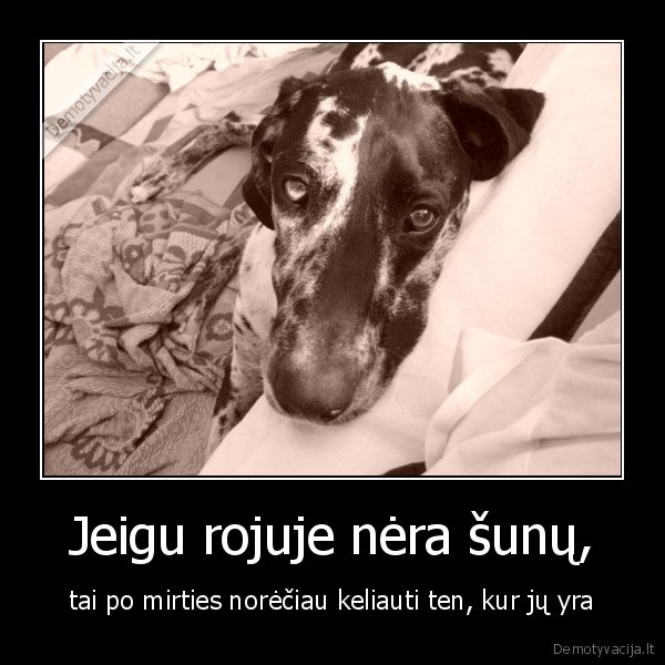 Jeigu rojuje nėra šunų,