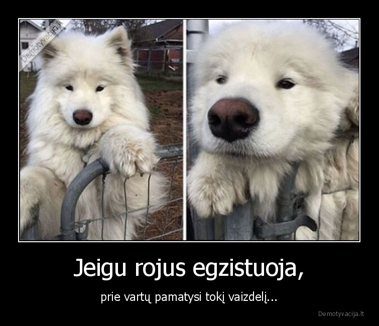 rojus,suniukas,grazus,egzistuoja