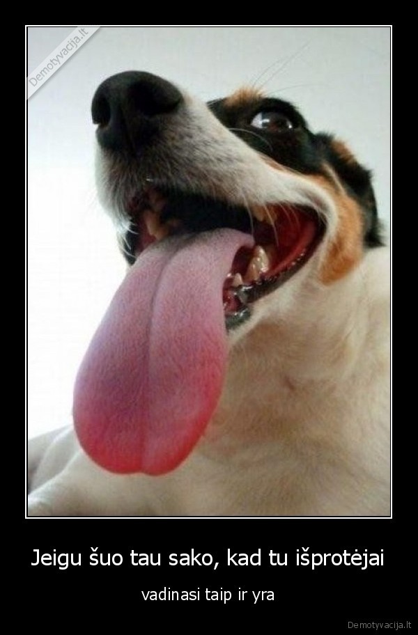 Jeigu šuo tau sako, kad tu išprotėjai