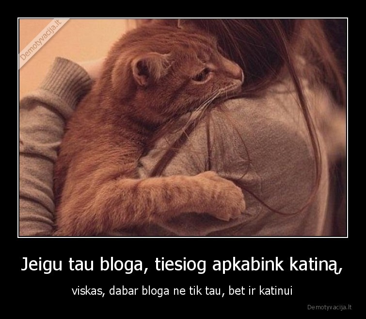 katinas,bloga,apkabinimas