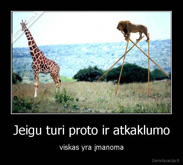liutas,zirafa,kojukai