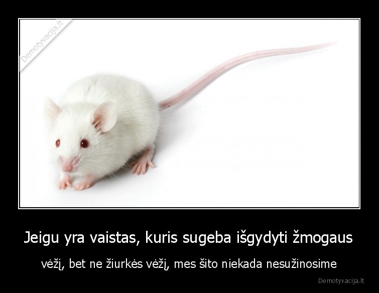 vaistas,ziurke,vezys