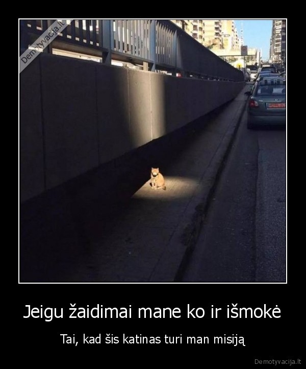 apsviestas, katinas,misija,zaidimai