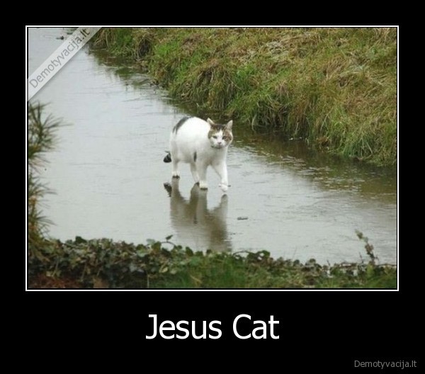jezus, katinas, miau, miau, jesus, cat