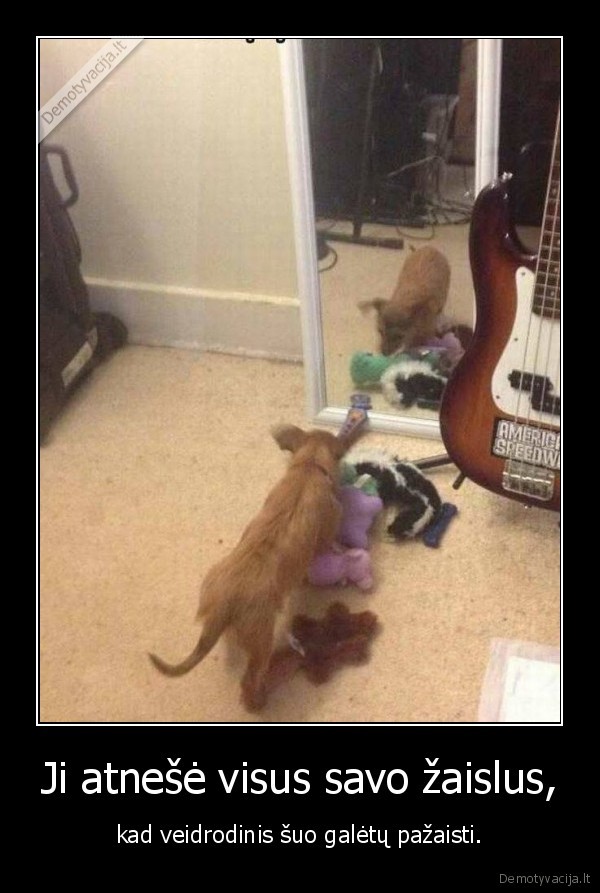 suo,zaislas,veidrodis