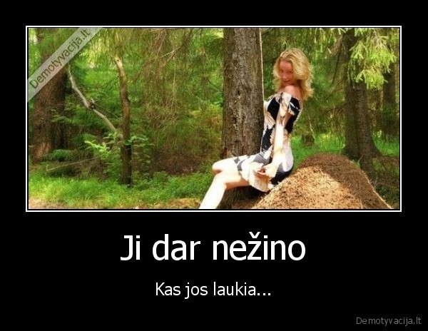 nuotrauka,skruzdeles,panele,sedi