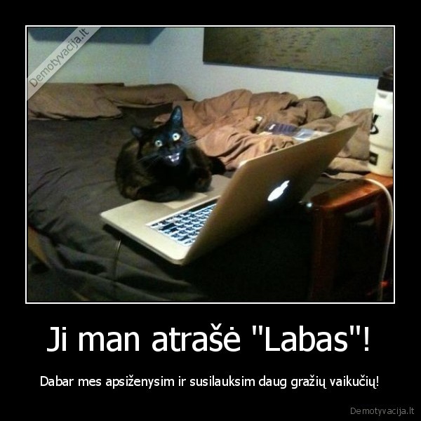 juokingas, katinas,mielas, katinas,svajotojas