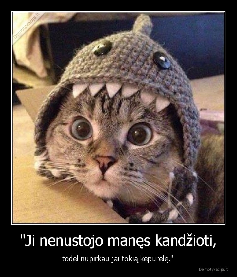 kate,katinas,ryklys,kepure