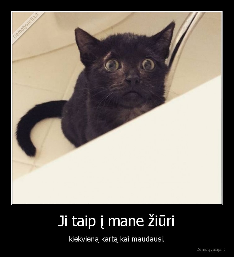 kate,katinas,vonia,maudymasis