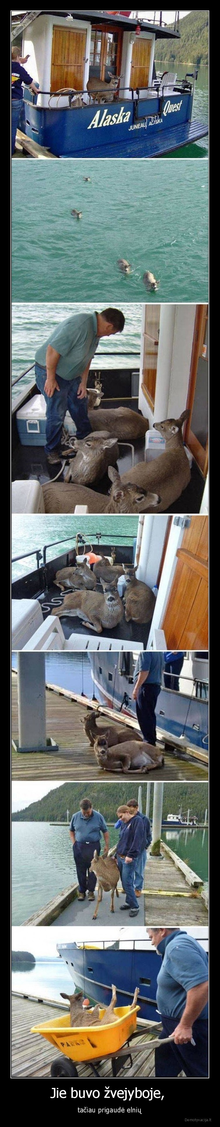 zvejyba,ne, zuvys,elniai,gyvunai