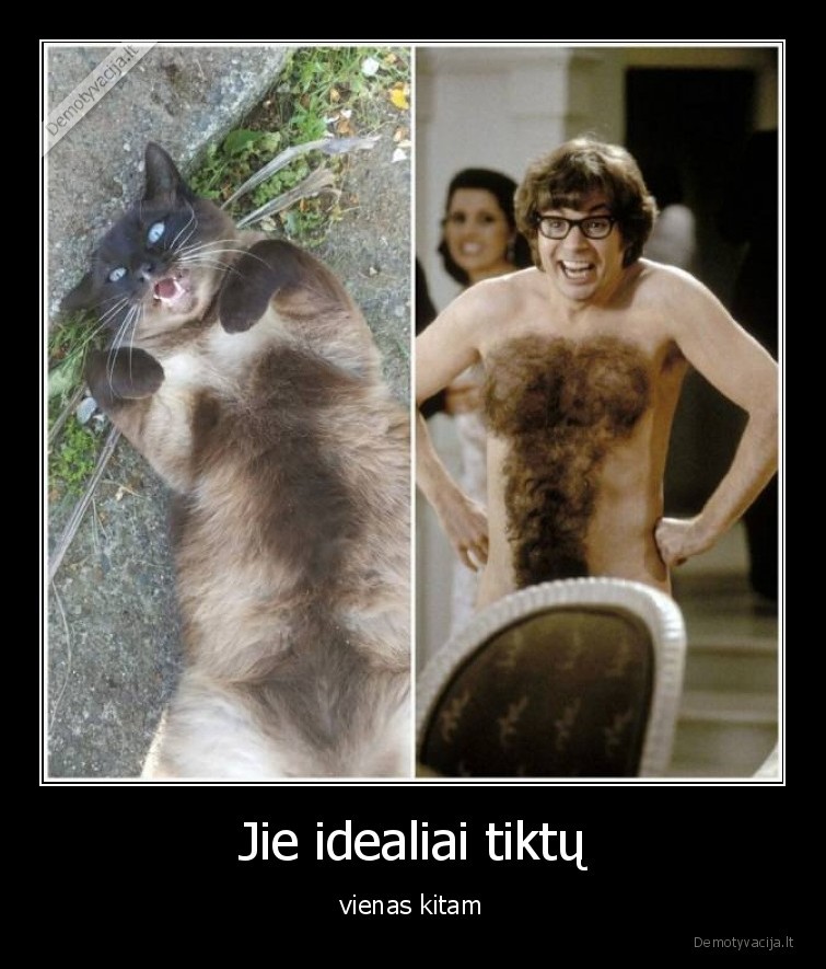 katinai,gyvunai,seimininkai,augintiniai,kates,kailis