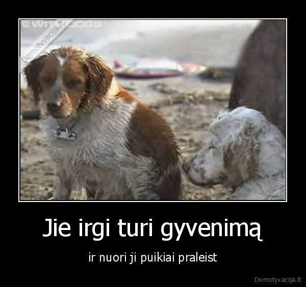mylek, gyvunus,nes, tada, ir, jie, tave, myles,neskriausk