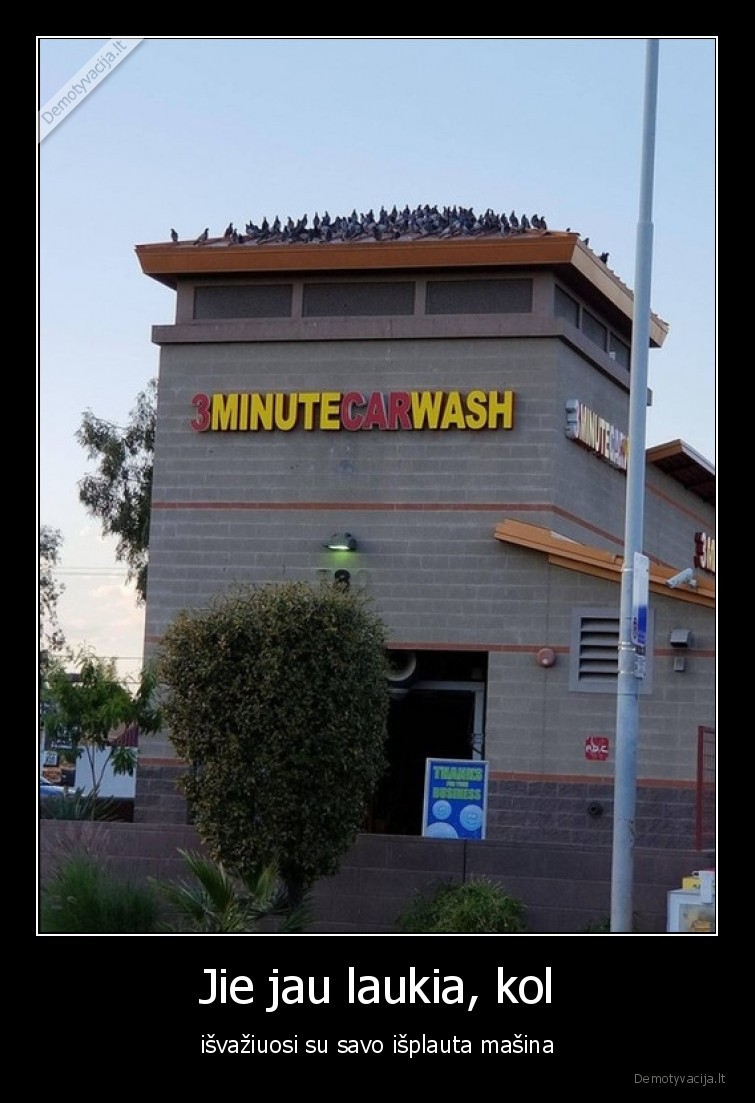 masina,plauta,balandziai