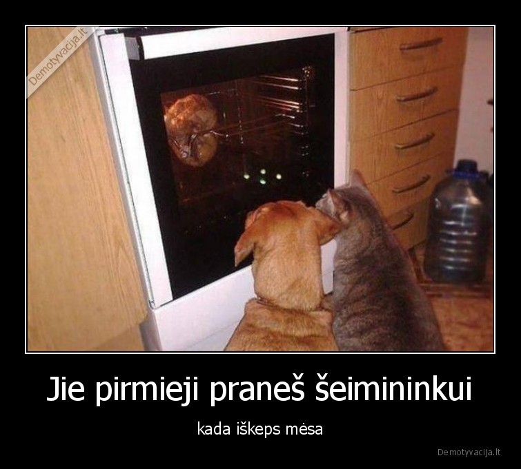 mesa,kada, iskeps,gyvunai,augintiniai,sunys,kates,pranes,kepa