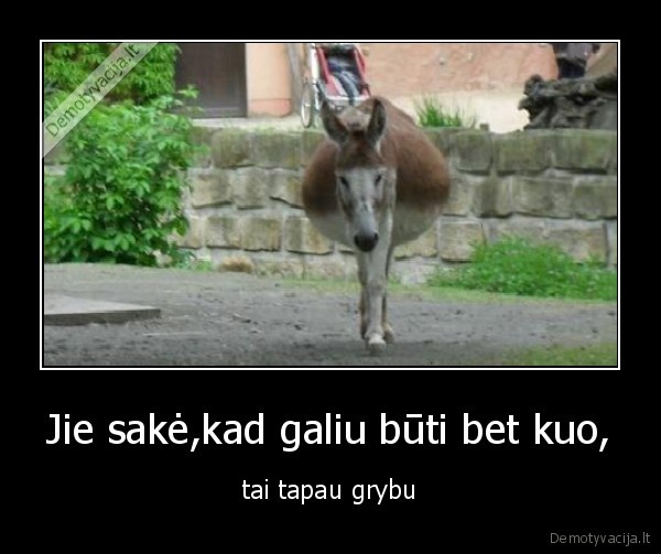 asilas, nutare, but, grybu, ir, visai, tiko, kol, nenuskyne, bobute, nes, gi, grybu, sezonas