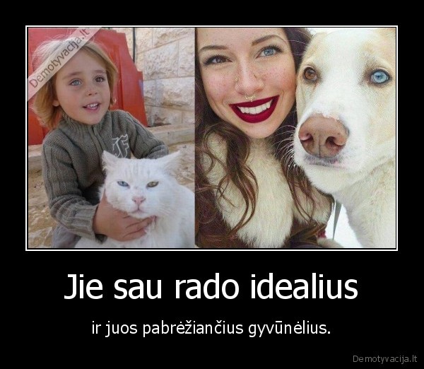 vienodos, akys,katinas,suo,tinkantys, gyvunai