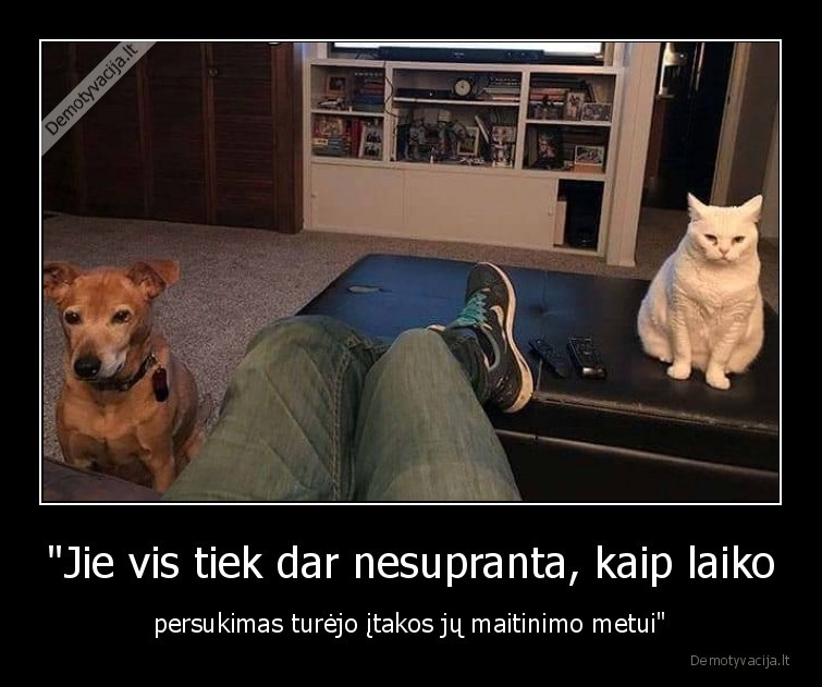 kate,katinas,suo,laiko, persukimas,maitinimas