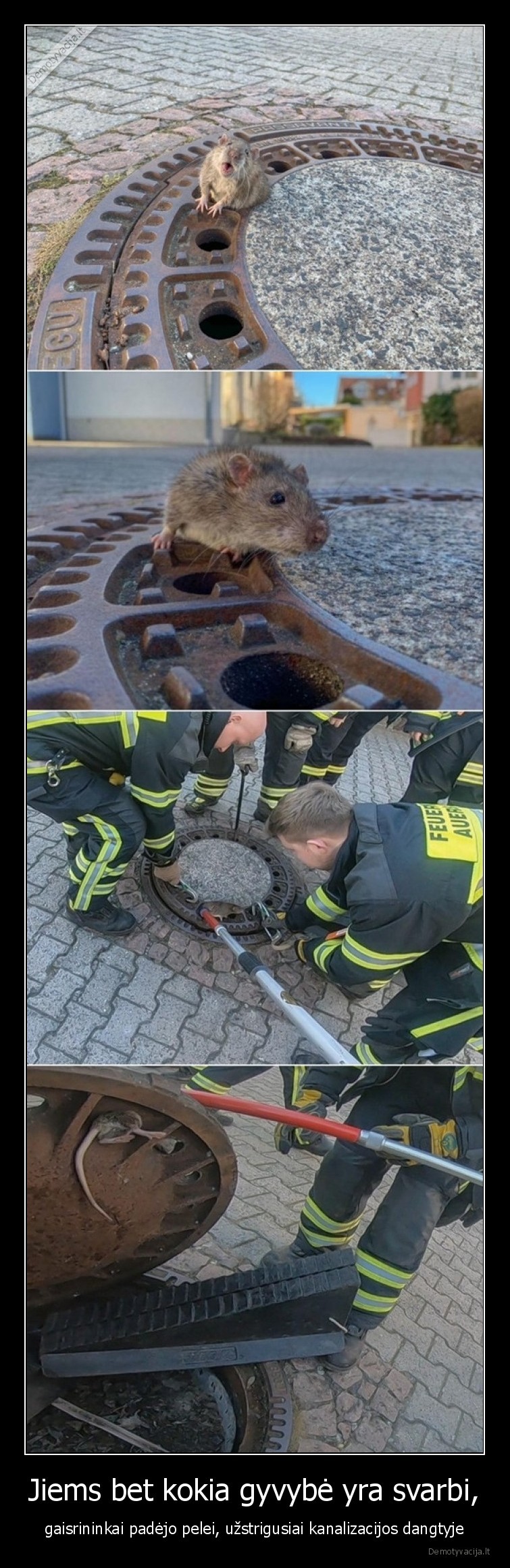 gaisrininkai,gelbeja,pele,kanalizacija