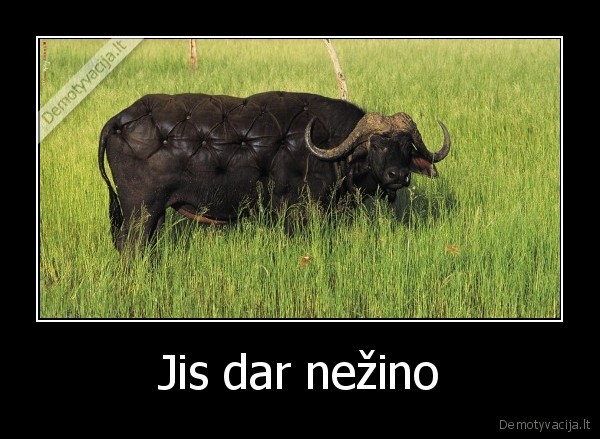 Jis dar nežino