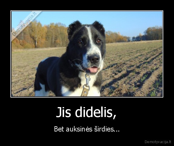 Jis didelis,